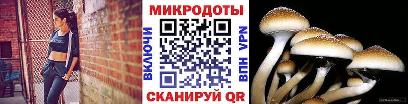 Псилоцибиновые грибы Psilocybine cubensis дарнет шоп Рыбинск